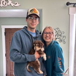 Aussiedoodle Puppies from Kingsden Aussies and doodles