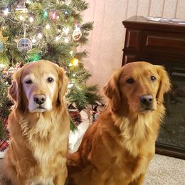 Golden Retrievers from Anne's Golden Retrievers