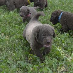 Chesapeake Bay Retriever Puppies from Twin Oak's Chesapeakes