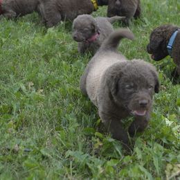 Chesapeake Bay Retriever Puppies from Twin Oak's Chesapeakes