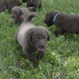 Chesapeake Bay Retriever Puppies from Twin Oak's Chesapeakes