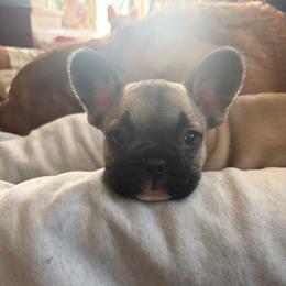 Gunner - Fawn and white male French Bulldog puppy in North Branch, Minnesota from Halverson Bulldogges