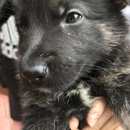 German Shepherd Puppies from Sandy’s Shepherds