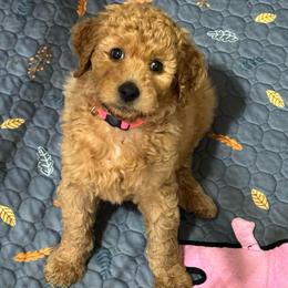 Peppermint Patty (Violet) - Red  female Goldendoodle puppy in Bay City, Texas from Charming Doods