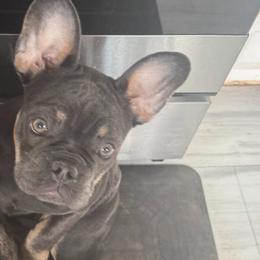 Jay Jay - Blue female French Bulldog puppy in Philadelphia, Pennsylvania from Kiki Leigh Frenchies