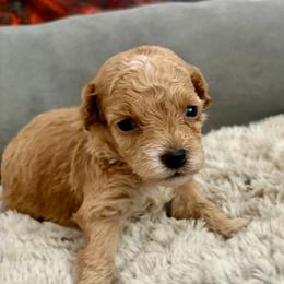 Girl 1 - female Goldendoodle puppy in Pensacola, Florida from Goldendoodles Love You in Pensacola Friend Edition