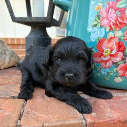 Zeva F1B - Black phantom female Aussiedoodle puppy in Oklahoma City, Oklahoma from Foneb Farm - The F1B Farm