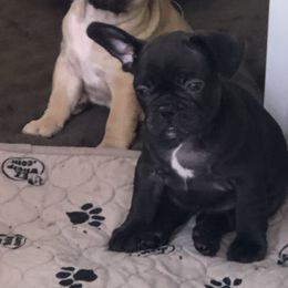 French Bulldog and Newfoundland Puppies from Haywire Frenchies & Newfoundland’s