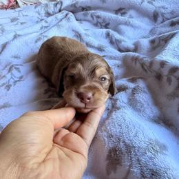 Rufus - Cream male Dachshund puppy in Magnolia, Texas from Carrie’s Countryside Dachshunds