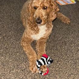 Goldendoodle All Grown Up from Brasingtondoodles