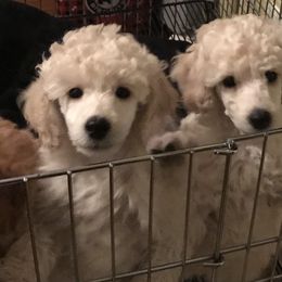 Poodle Puppies from Firebrook Poodles