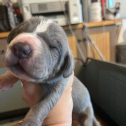 Hukwa - Blue and white male Great Dane puppy in Marlow, New Hampshire from Fox Hill Danes