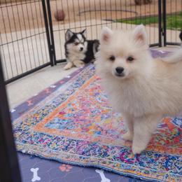 Sable - Silver and white male Pomsky puppy in Mesa, Arizona from Platinum Pomskies