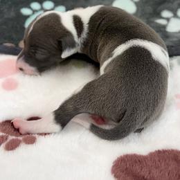 Banjo - White and blue male Italian Greyhound puppy in West Plains, Missouri from Sycamore Ridge Puppies