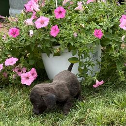 Karson - Blue and cream female Dachshund puppy in Fort Worth, Texas from Louis' Litters