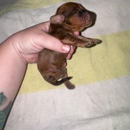 Woody - Dapple male Dachshund puppy in Hilliard, Florida from Wiggle Weens