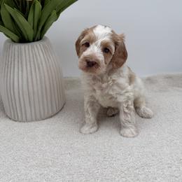 Asher - Caramel male Australian Labradoodle puppy in Denton, Texas from Liberty Hill Labradoodles