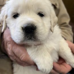 Duke - Light golden male Golden Retriever puppy in Concho, Arizona from Red Sky Ranch
