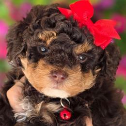 Yellow Girl - Tri-color female Bernedoodle puppy in Vernon, Texas from Sugarland's Texas Goldendoodles