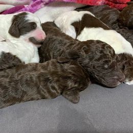 Poodles from Gigi's Doodles and Poodles Ranch