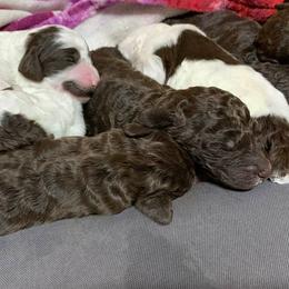 Poodles from Gigi's Doodles and Poodles Ranch