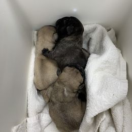 Girl1 - Fawn French Bulldog puppy in South Kingstown, Rhode Island from Deolin