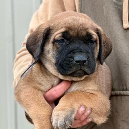 Raphael - Apricot male Mastiff puppy in Wewoka, Oklahoma from P Diamond Mastiffs