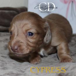 Cypress - Dapple female Dachshund puppy in Huntington, Texas from Camacho_Dachshunds