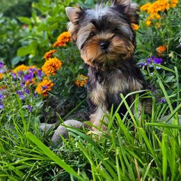 Girl 1 - Gold Yorkshire Terrier puppy in Fort Meade, Maryland from La’s Sweet Babies