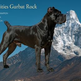 Gurbat - Cane Corso