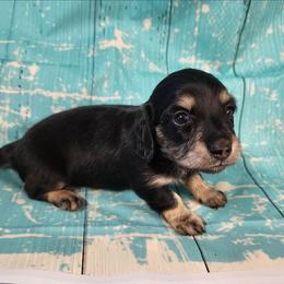 Bailey - Black and cream female Dachshund puppy in Anaconda, Montana from Williams Family Dachshunds