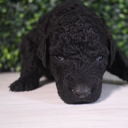 Sage - Black male Curly-Coated Retriever puppy in Venice, Florida from Seaside kennels