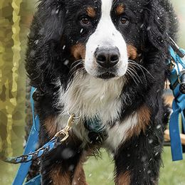 Bernese Mountain Dogs from Rivendell Bernese Mountain Dogs