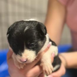 Purple - Black and white female Border Collie puppy in Tallmadge, Ohio from Premier Dobermans