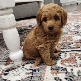 Aussiedoodle, Bernedoodle, and Goldendoodle Puppies from Doodle Paws Pups