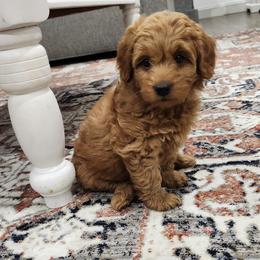 Aussiedoodle, Bernedoodle, and Goldendoodle Puppies from Doodle Paws Pups