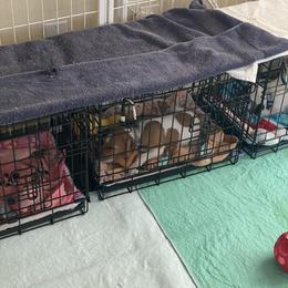 Jack Russell Terrier Puppies from Fair Dinkum Jack Russell Terriers