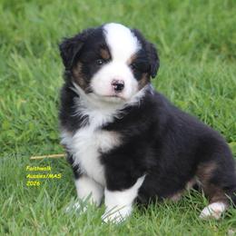 Ash - Black tri male Miniature American Shepherd puppy in Hillsdale, Michigan from Faithwalk Aussies and Mini American Shepherds