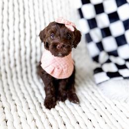 Morgana - Chocolate female Goldendoodle puppy in Springville, Utah from Happy Doodle