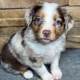 Pumpkin - Red merle female Toy Australian Shepherd puppy in Mc Lean, Illinois from Kickapoo Creek Toy & Mini Aussies