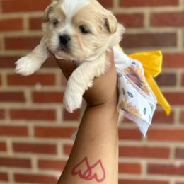 Shih Tzu Puppies from Diamond Paws LLC