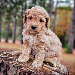 Neptune - Apricot female Goldendoodle puppy in Pittsburg, Texas from Grace Springs Goldendoodles