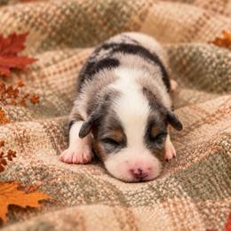 Yukon - Blue merle male Australian Shepherd puppy in Howardsville, Virginia from Spectacular Aussies and Cavaliers