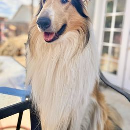 Collie All Grown Up from River Spirit Collies