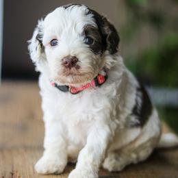 Peggy - Chocolate female Labradoodle puppy in Crete, Nebraska from Doodles & Co