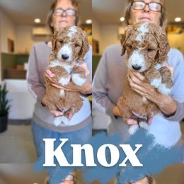 Knox - Brown and white male Bernedoodle puppy in Wagener, South Carolina from Noble Friend Breeders LLC