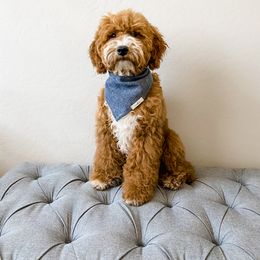 Goldendoodle Puppies from Garside Doodles