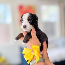 Lilo-yellow - Tri-color female Bernedoodle puppy in Ontario, California from Teddy Doodles & Standard Poodles