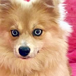 Pomskies from A&T Pomsky’s