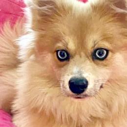 Pomskies from A&T Pomsky’s
